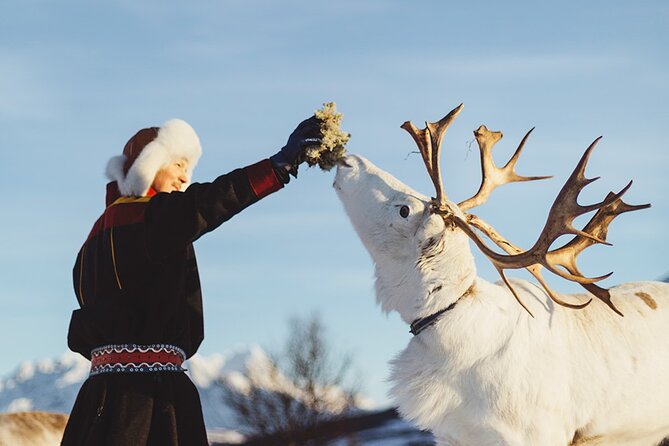 Reindeer Sledding and Feeding with Sami Culture in Tromso. - Who will enjoy this Tromsø excursion?