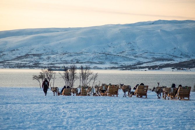 Reindeer Sledding Experience and Sami Culture Tour from Tromso - Feeding 300 reindeer is the most hands-on part