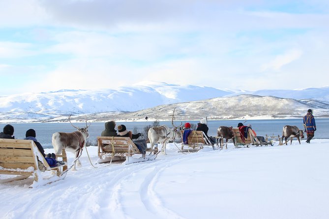Reindeer Sledding Experience and Sami Culture Tour from Tromso - Bidos, hot chocolate, and a lavvu fire