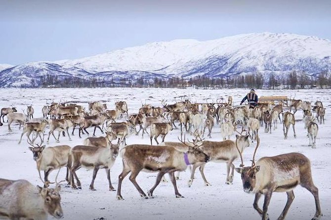 Reindeer Sledding Experience and Sami Culture Tour from Tromso - Clothing matters more than the calendar