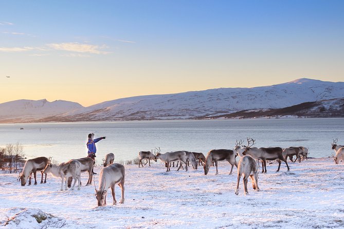 Reindeer Sledding Experience and Sami Culture Tour from Tromso - Is $225.64 a fair price?