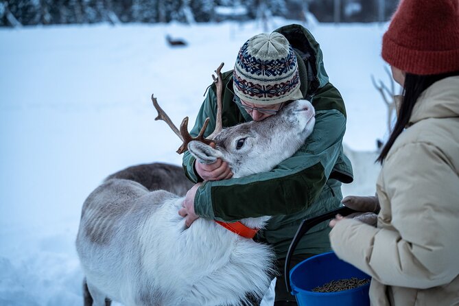 Reindeer Sledding, Feeding And Sami Culture At Reindeer Farm - Feeding the reindeer up close