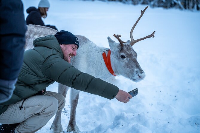 Reindeer Sledding, Feeding And Sami Culture At Reindeer Farm - What the Sámi talk adds
