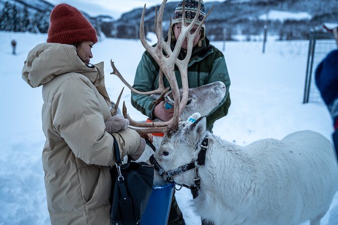 Reindeer Sledding, Feeding And Sami Culture At Reindeer Farm - How the price measures up