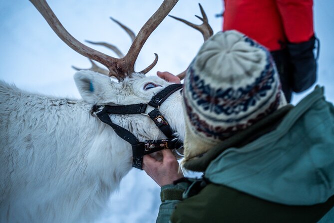 Reindeer Sledding, Feeding And Sami Culture At Reindeer Farm - Who will enjoy this most