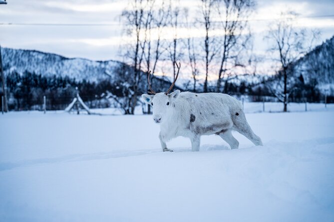 Reindeer Sledding, Feeding And Sami Culture At Reindeer Farm - The drive from Tromsø through Lavangsdalen