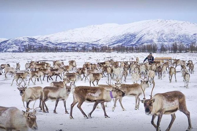 Sami Culture and Short Reindeer Sledding from Tromso - The short sleigh ride through the valley