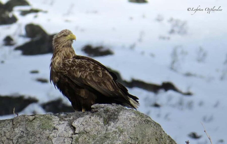 Sea Eagle/Nature Safari - Sea eagles over Henningsvær’s open water