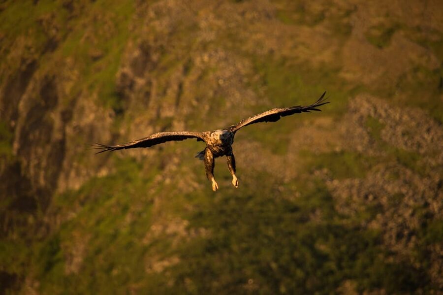 Sea Eagle/Nature Safari - Whales, porpoises, and the luck factor