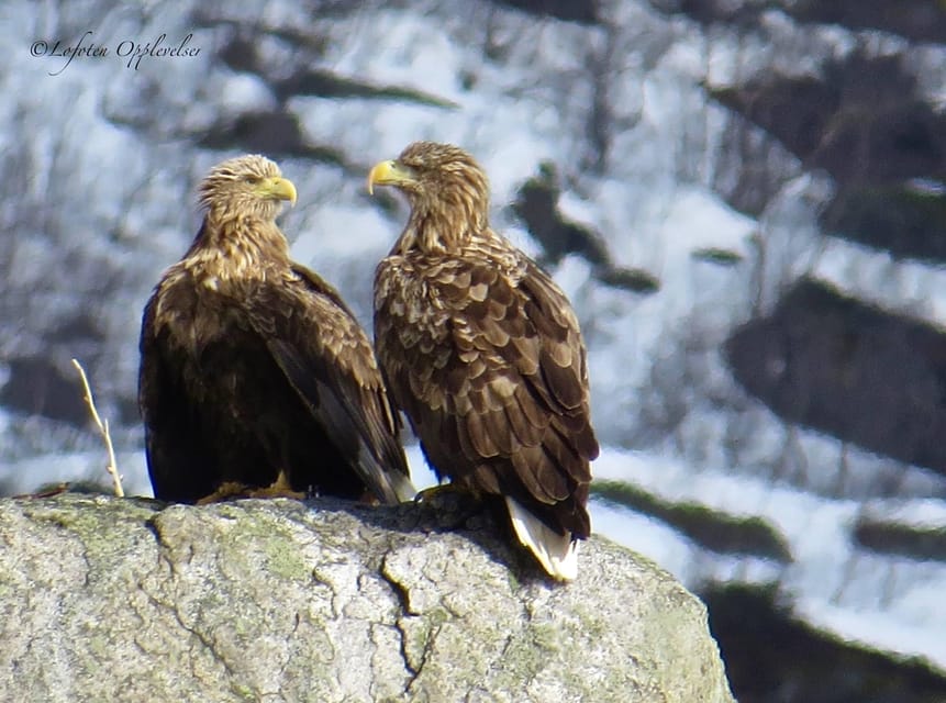 Sea Eagle/Nature Safari - Is $114 good value?
