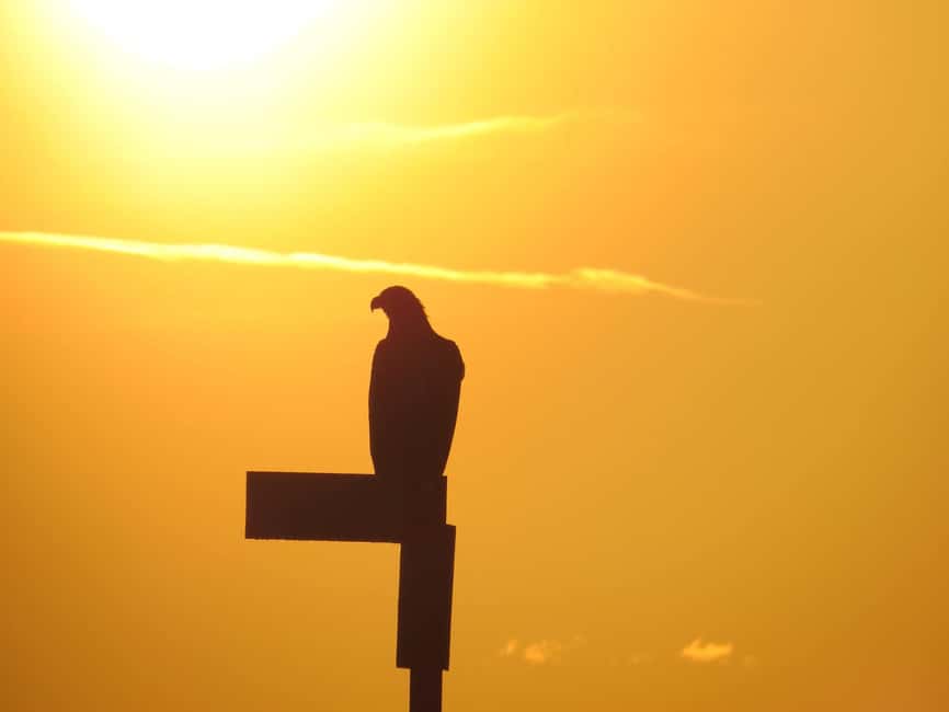 Sea Eagle/Nature Safari - Booking, cancellation, and weather planning