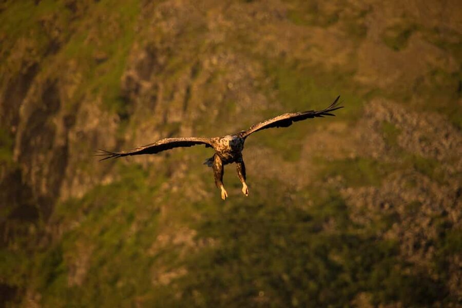 Sea Eagle/Nature Safari - A RIB ride that keeps the water close