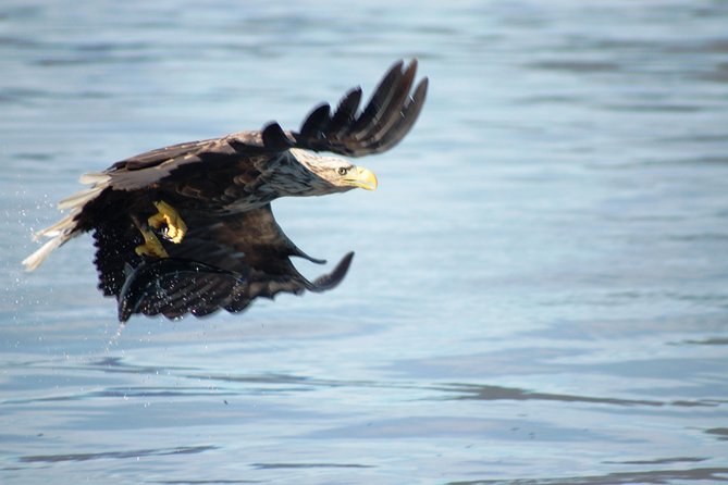 Sea Eagle Safari from Svolvær to Trollfjorden - Reaching Trollfjorden in about two hours