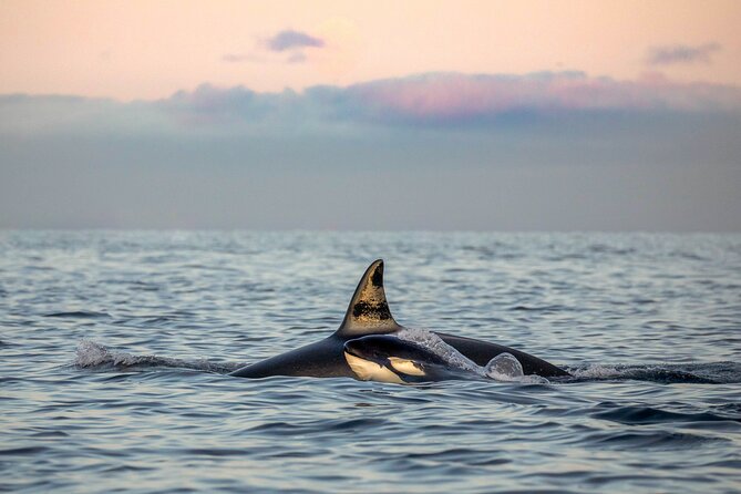 Silent Whale Watching by Hybrid-Electric Boat from Tromsø - The real shape of the Tromsø whale-watching day