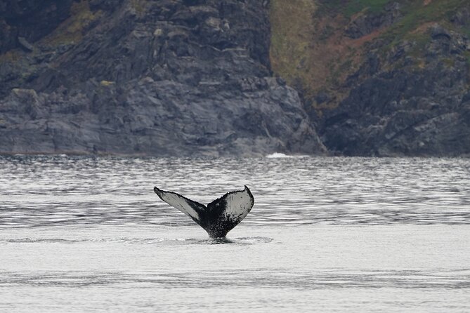 Silent Whale Watching by Hybrid-Electric Boat from Tromsø - The boat, cabin, and onboard talks