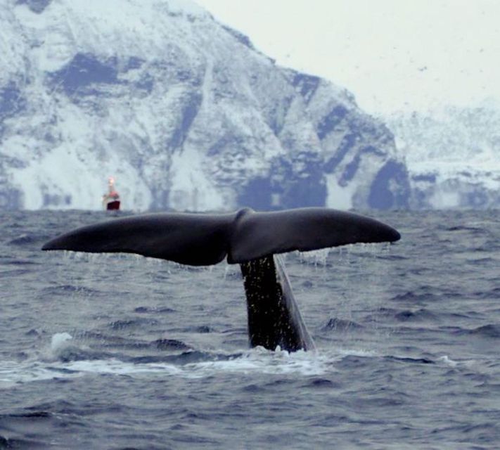 Skjervøy: Birds and Wildlife of Arctic Norway - Key points before you book