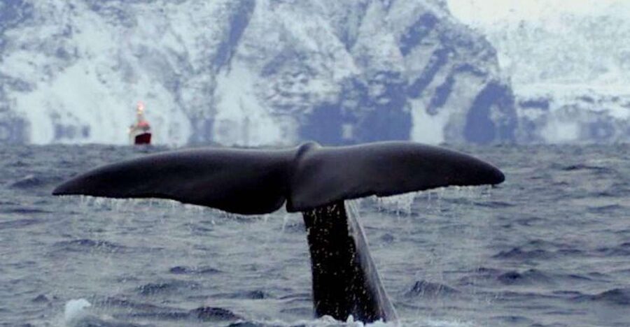 Skjervøy: Birds and Wildlife of Arctic Norway - Arctic birds from eagles to puffins