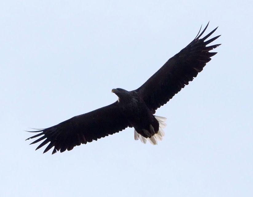 Skjervøy: Birds and Wildlife of Arctic Norway - Stories of Sami and Norwegian life