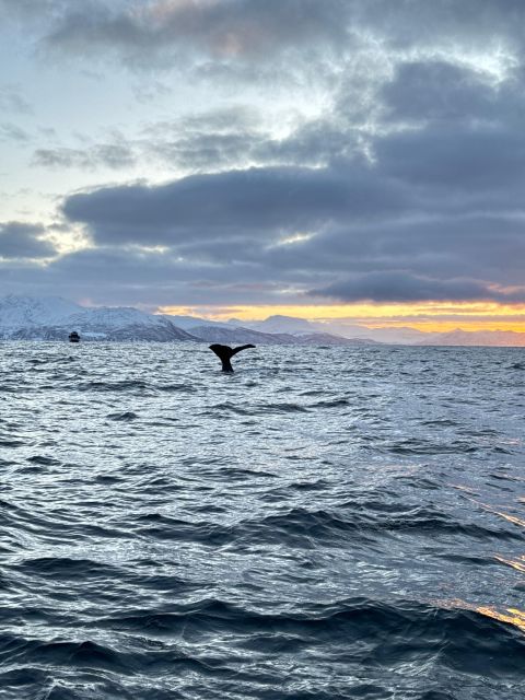 Skjervøy: Birds and Wildlife of Arctic Norway - Weather can shape the whole outing