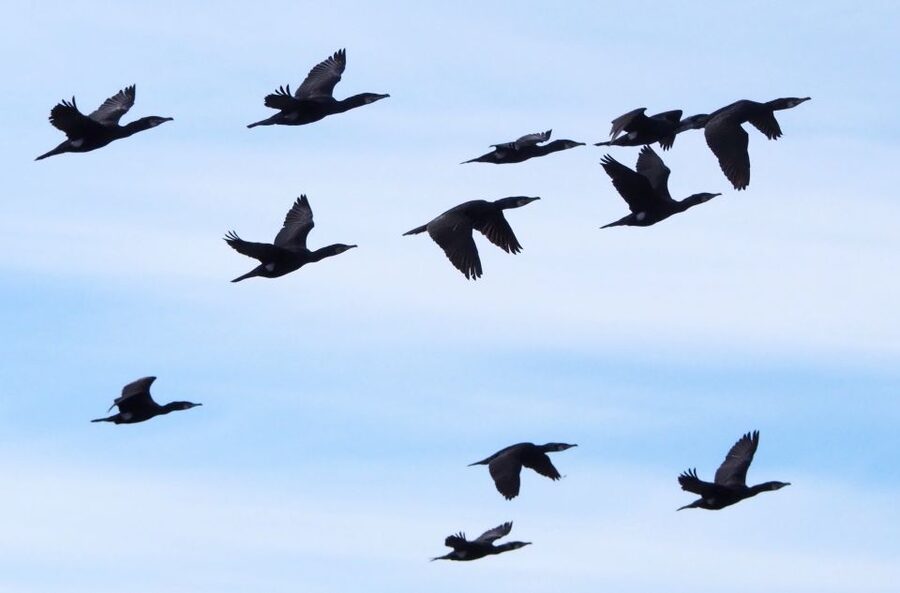 Skjervøy: Birds and Wildlife of Arctic Norway - Who will enjoy this Skjervøy cruise?