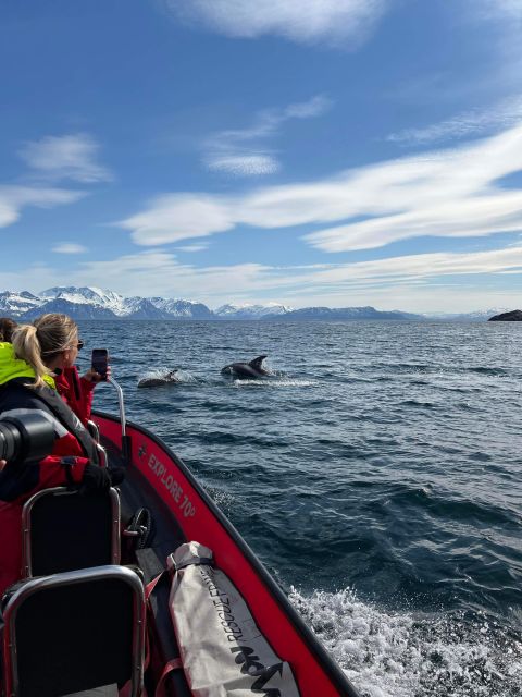 Skjervøy: Birds and Wildlife of Arctic Norway - What you may see on the water