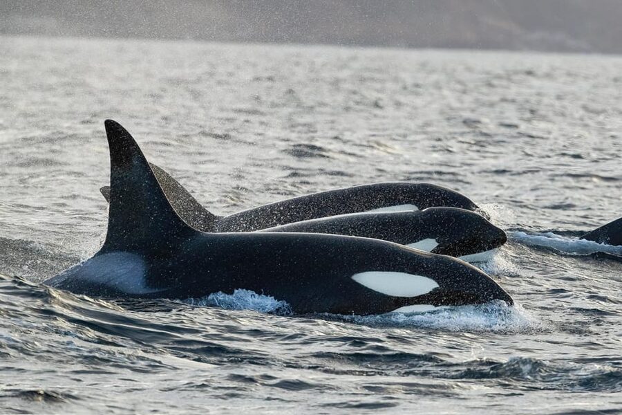 Skjervøy: Orca and Whale-Watching comfort heated Boat Trip - Key points at a glance