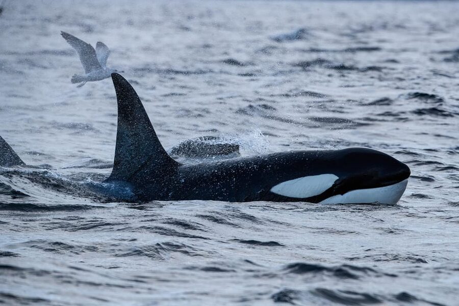 Skjervøy: Orca and Whale-Watching comfort heated Boat Trip - What this Skjervøy whale trip is really like