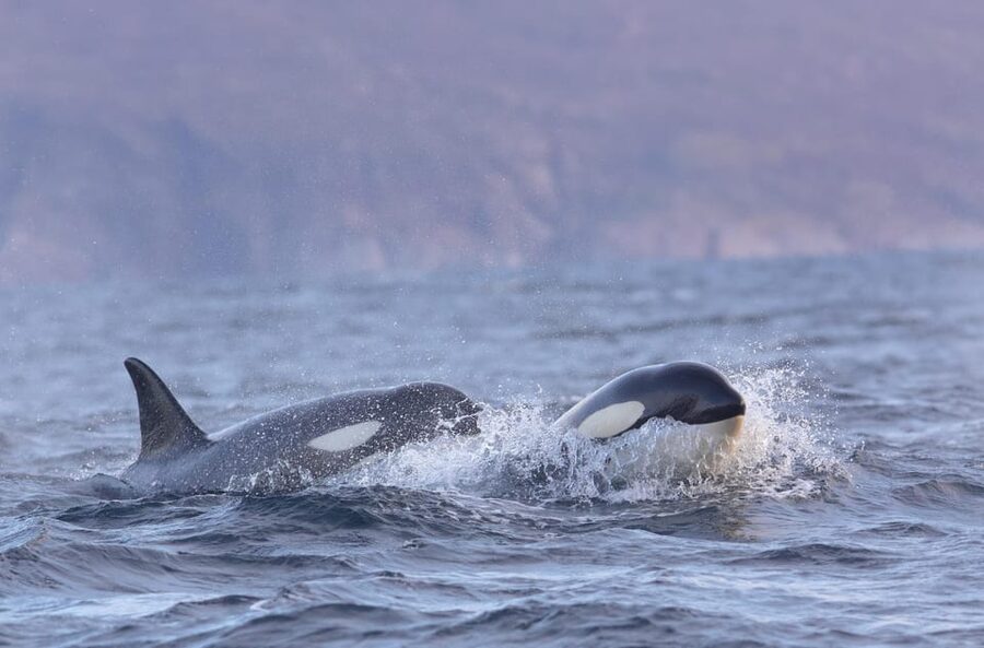 Skjervøy: Orca and Whale-Watching comfort heated Boat Trip - Searching for orcas and humpback whales