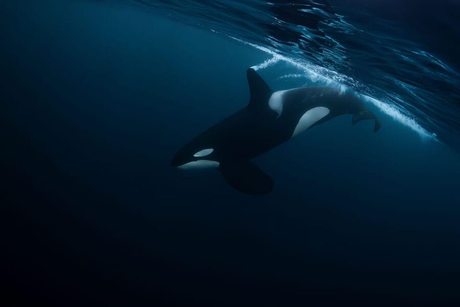 Skjervøy: Orca and Whale-Watching comfort heated Boat Trip - Warmth, comfort, and the sea conditions