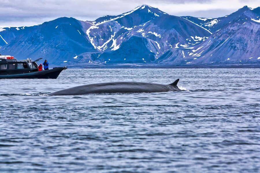 Skjervøy: Orca and Whale-Watching comfort heated Boat Trip - How the timing works