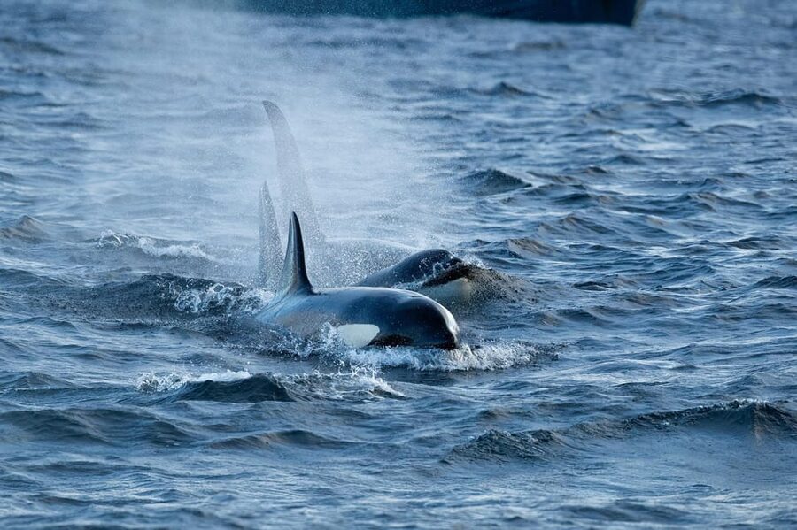 Skjervøy: Orca and Whale-Watching comfort heated Boat Trip - Is the $301 price fair?