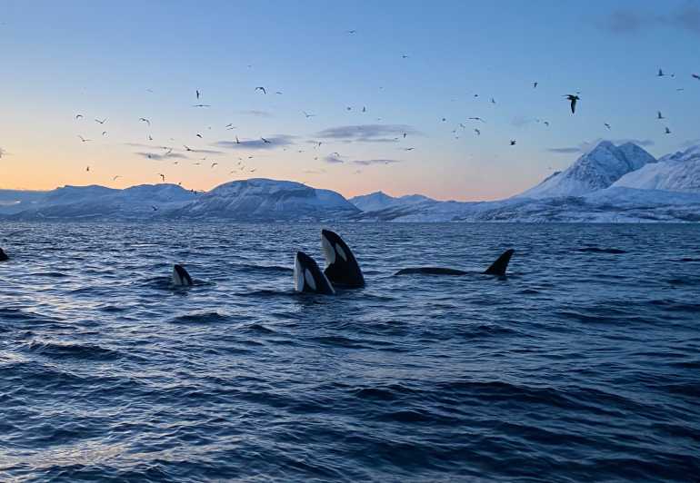 Skjervøy: Whale and Orca Watching Tour by RIB Boat - Key points before you book