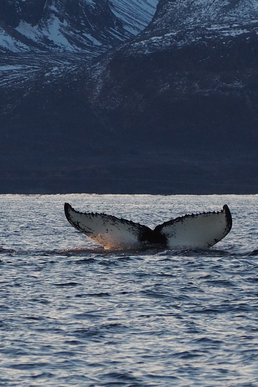 Skjervøy: Whale and Orca Watching Tour by RIB Boat - Practical details that affect your day