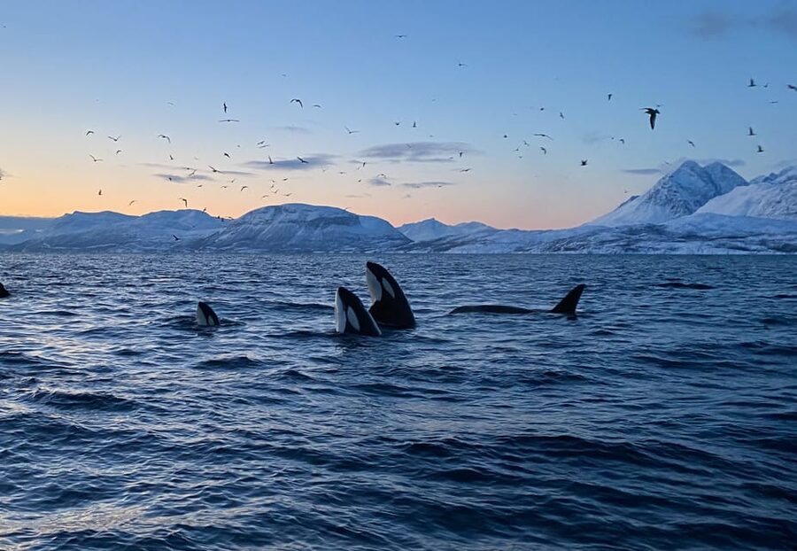 Skjervøy: Whale and Orca Watching Tour by RIB Boat - Starting at Strandveien 70 in central Skjervøy