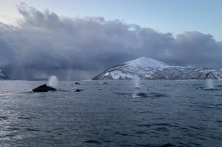 Skjervøy: Whale and Orca Watching Tour by RIB Boat - Searching for orcas, humpbacks, fin whales, and sperm whales