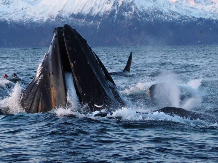 Skjervøy: Whale and Orca Watching Tour by RIB Boat - Learning from the crew while you scan the sea