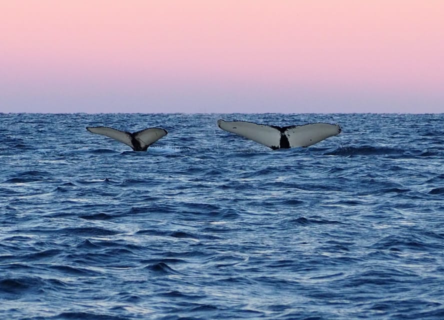 Skjervøy: Whale and Orca Watching Tour by RIB Boat - What three hours feels like on the water