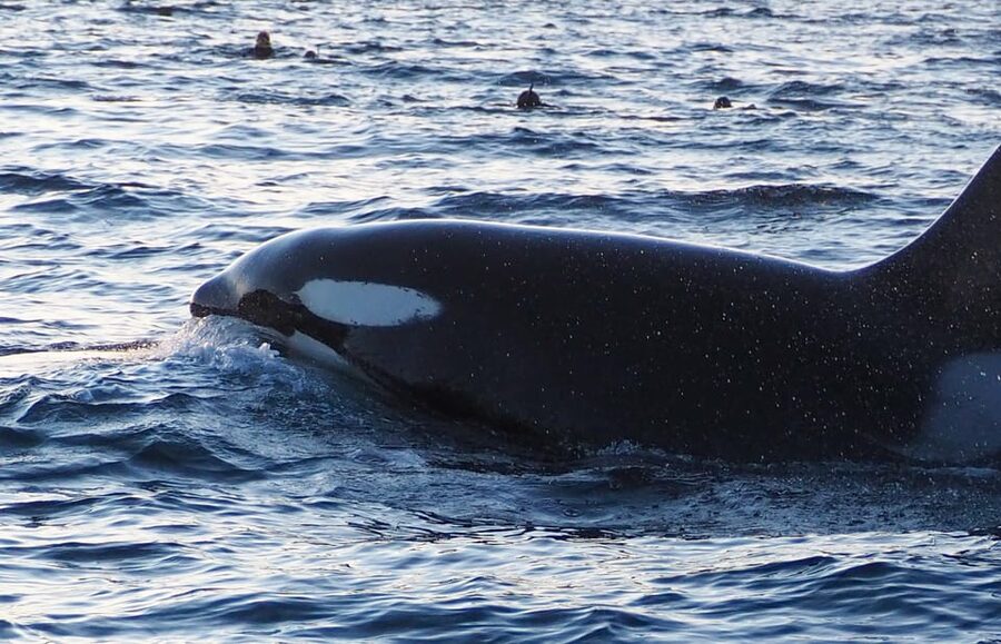 Skjervøy: Whale and Orca Watching Tour by RIB Boat - The value of the $240 price