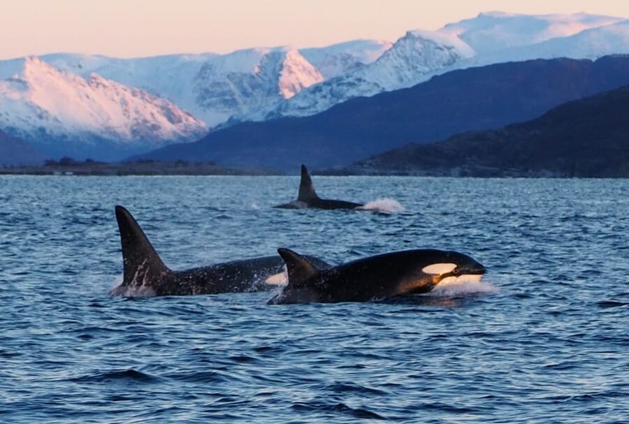 Skjervøy: Whale and Orca Watching Tour by RIB Boat - Mixed results mean you should plan carefully