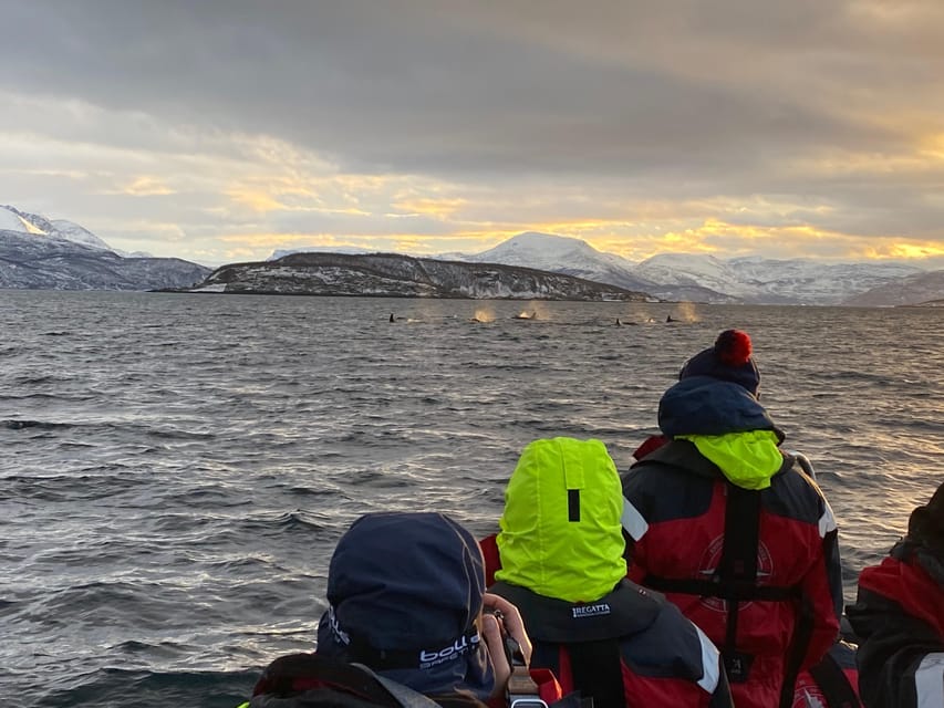 Skjervøy: Whale and Orca Watching Tour by RIB Boat - Who should book this Skjervøy outing