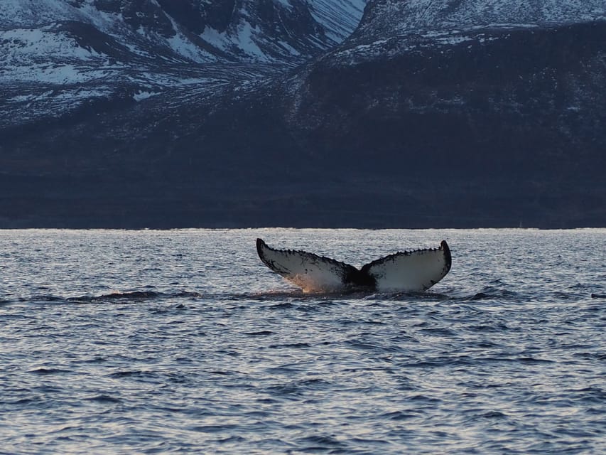 Skjervøy: Whale and Orca Watching Tour by RIB Boat - Why a RIB boat changes the whale search