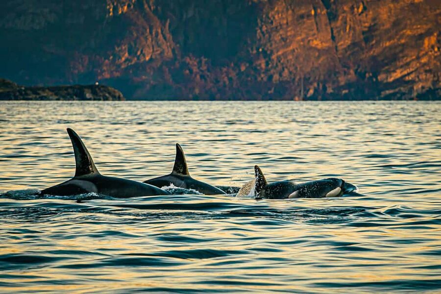 Skjervøy: Whale Watching with RIB Boat and Local Guide - Why Skjervøy is now the whale-watching base