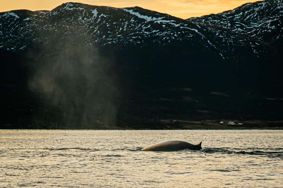 Skjervøy: Whale Watching with RIB Boat and Local Guide - Three hours in search of orcas and humpbacks