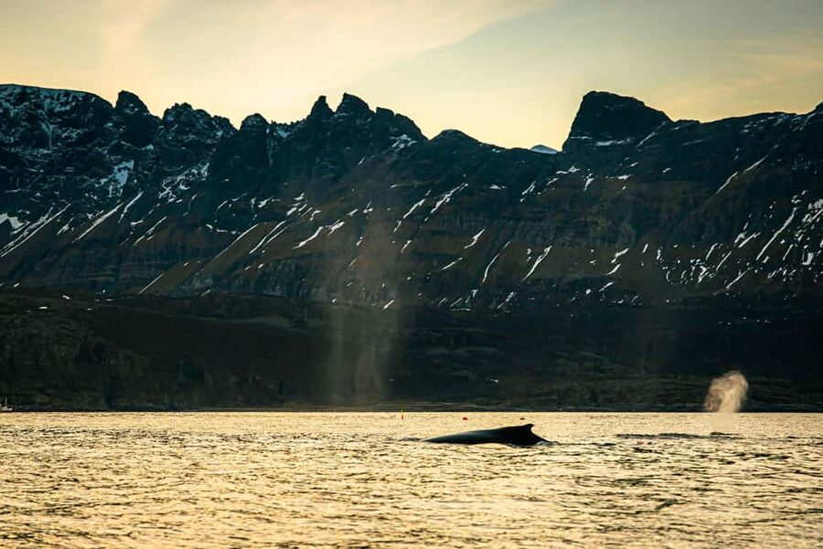Skjervøy: Whale Watching with RIB Boat and Local Guide - What the guide adds to the trip
