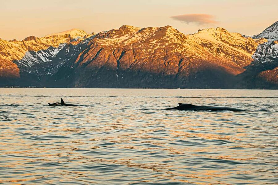 Skjervøy: Whale Watching with RIB Boat and Local Guide - Should you book it?