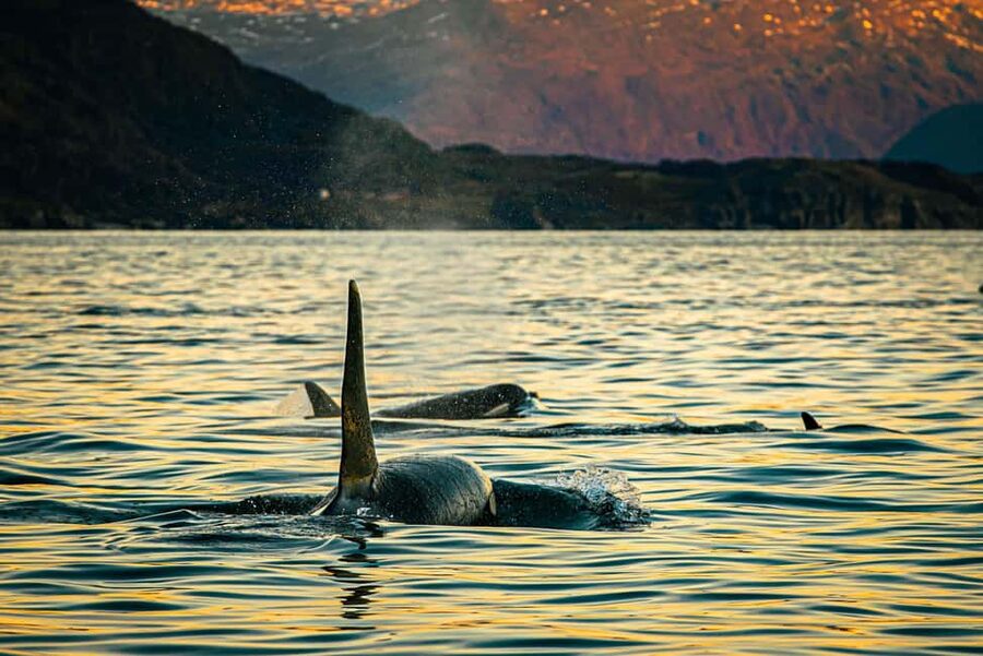 Skjervøy: Whale Watching with RIB Boat and Local Guide - Getting ready for a cold RIB ride