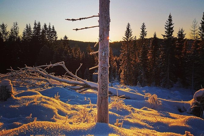 Slegding and tram-tour - More than a sledding trip