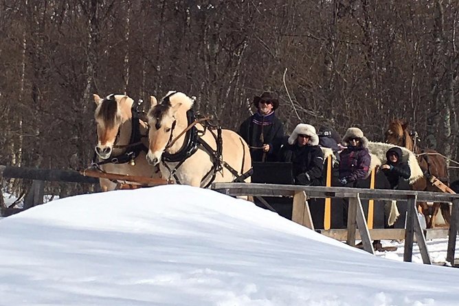 Sleigh Ride w/ snacks - Experience Arctic Farm Life - A 30 to 40 minute ride behind Fjord horses