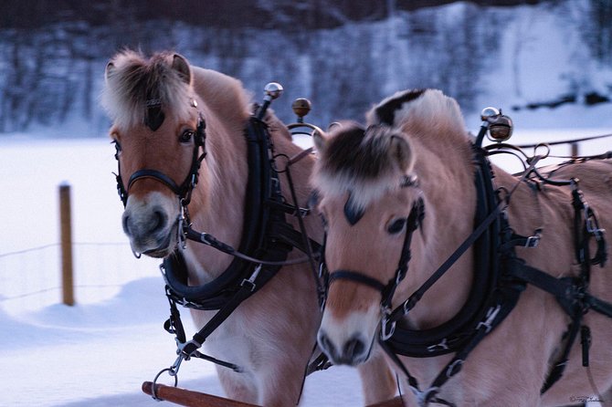 Sleigh Ride w/ snacks - Experience Arctic Farm Life - Inside the lavvo beside the fire