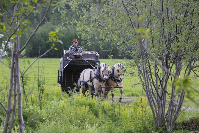 Sleigh Ride w/ Tapas Meal - Experience Arctic Farm Life - Northern lights, dark skies, and realistic expectations